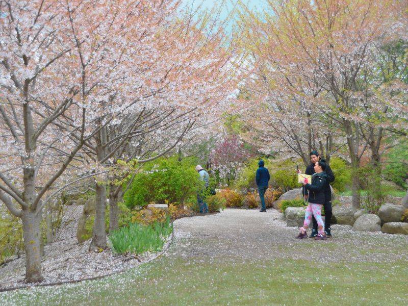 Cherry blossoms at the Japanese Garden, Frederik Meijer Gardens & Sculpture Park